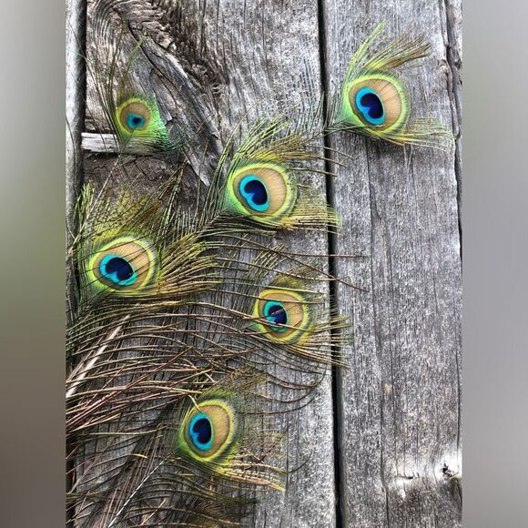 AUTHENTIC Peacock Feathers - Picture 14 of 14